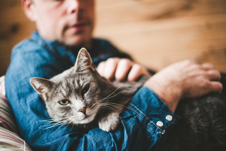 Comunicado importante dos veterinários para as pessoas que têm dois gatos
