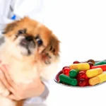 Milhares de cães já testam a primeira pílula para prolongar a vida: «Podem ganhar o equivalente a 24 anos humanos»