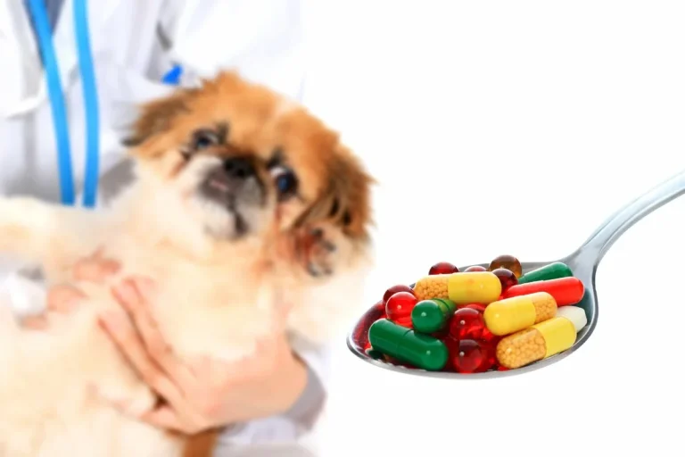 Milhares de cães já testam a primeira pílula para prolongar a vida: «Podem ganhar o equivalente a 24 anos humanos»
