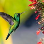 Como fazer néctar para beija-flores? Conheça a maneira correta de preparar o alimento dessas aves