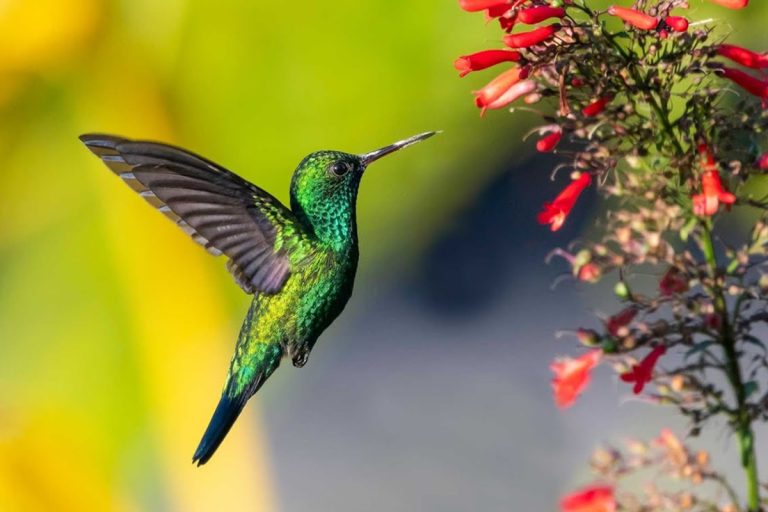 Como fazer néctar para beija-flores? Conheça a maneira correta de preparar o alimento dessas aves