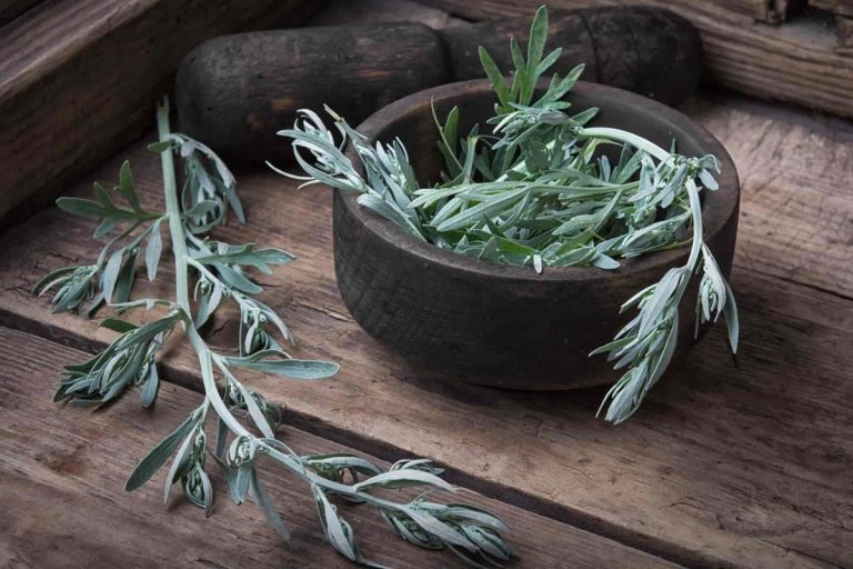 As propriedades medicinais da Artemisia annua, a erva estrela da medicina tradicional chinesa