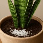 Para que serve colocar sal grosso na terra da sua língua-de-sogra