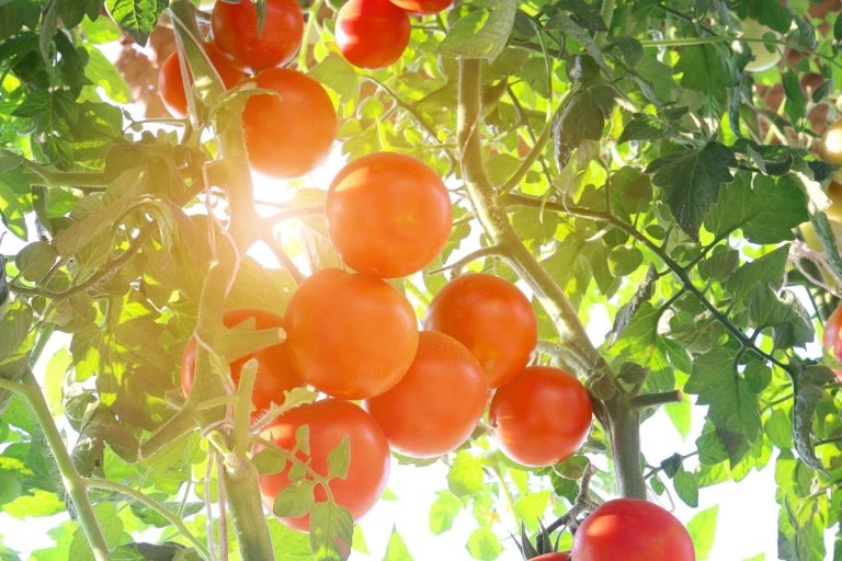 Como cuidar de uma planta de tomate para que cresça forte e dê mais frutos