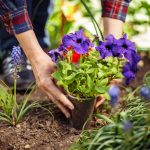 As três flores mais recomendadas para plantar em setembro