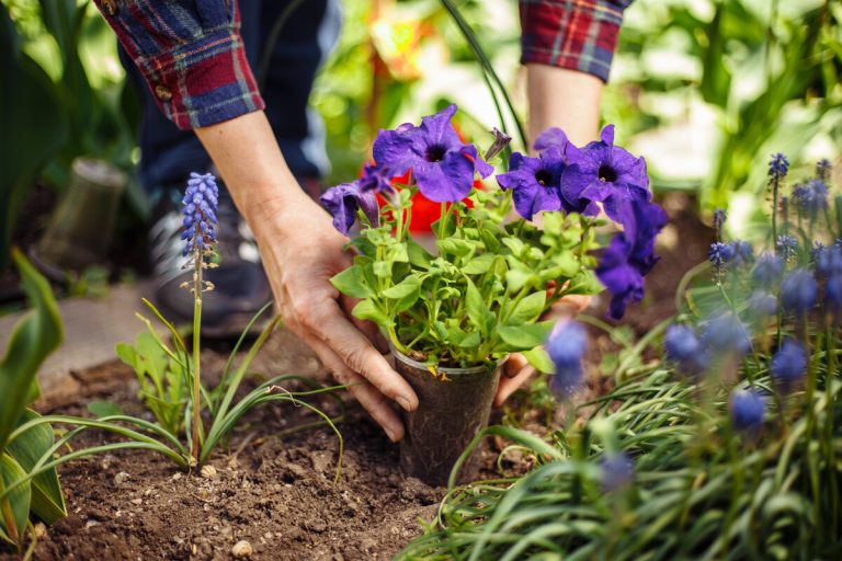 As três flores mais recomendadas para plantar em setembro